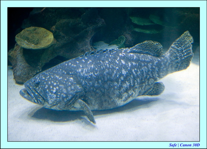 2006 - 07 - Kuala lumpur -  Aquarium 35